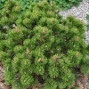 Pinus mugo 'Peterle' -- Bergkiefer 'Peterle'
